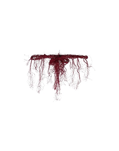 DSQUARED2 High-waist belt Burgundy 100% Viscose