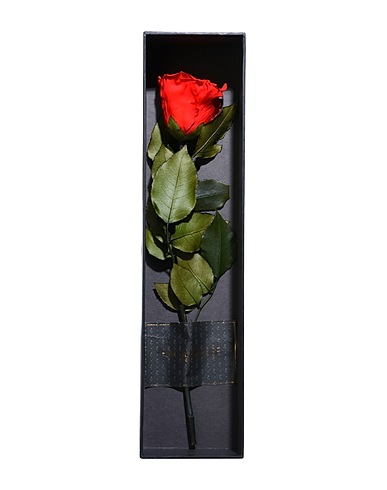 FOREVER ROSE London Oggettistica per la casa Love Rose
 Rosso Cartone